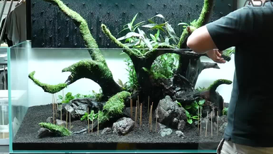 Ada dooa ada 魚缸 美しい植物を飾り 愛でる 癒しの箱庭ADAの DOOA