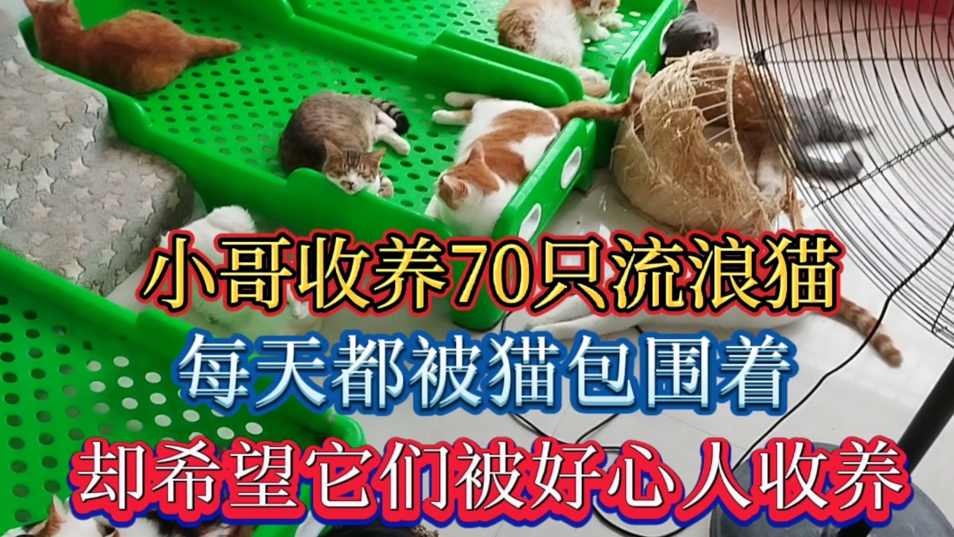 小哥收养70只流浪猫,每天都被猫包围着,却希望它们被好心人收养哔哩哔哩bilibili