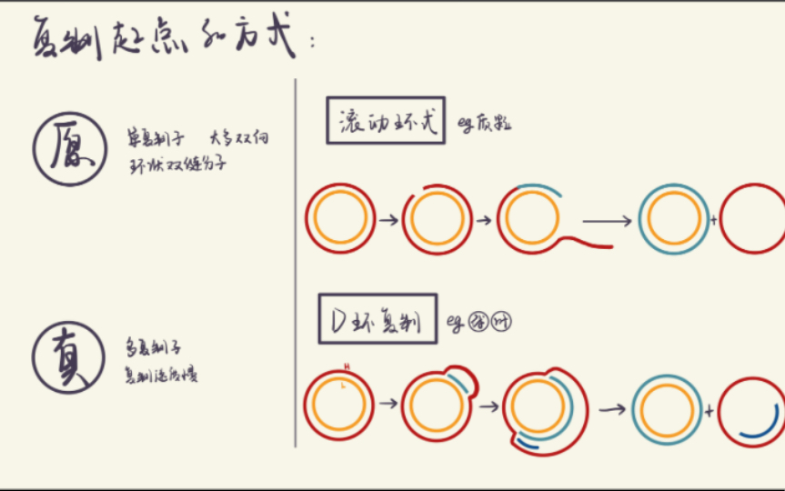 自用覆盤:dna複製起點,滾環複製,d環複製