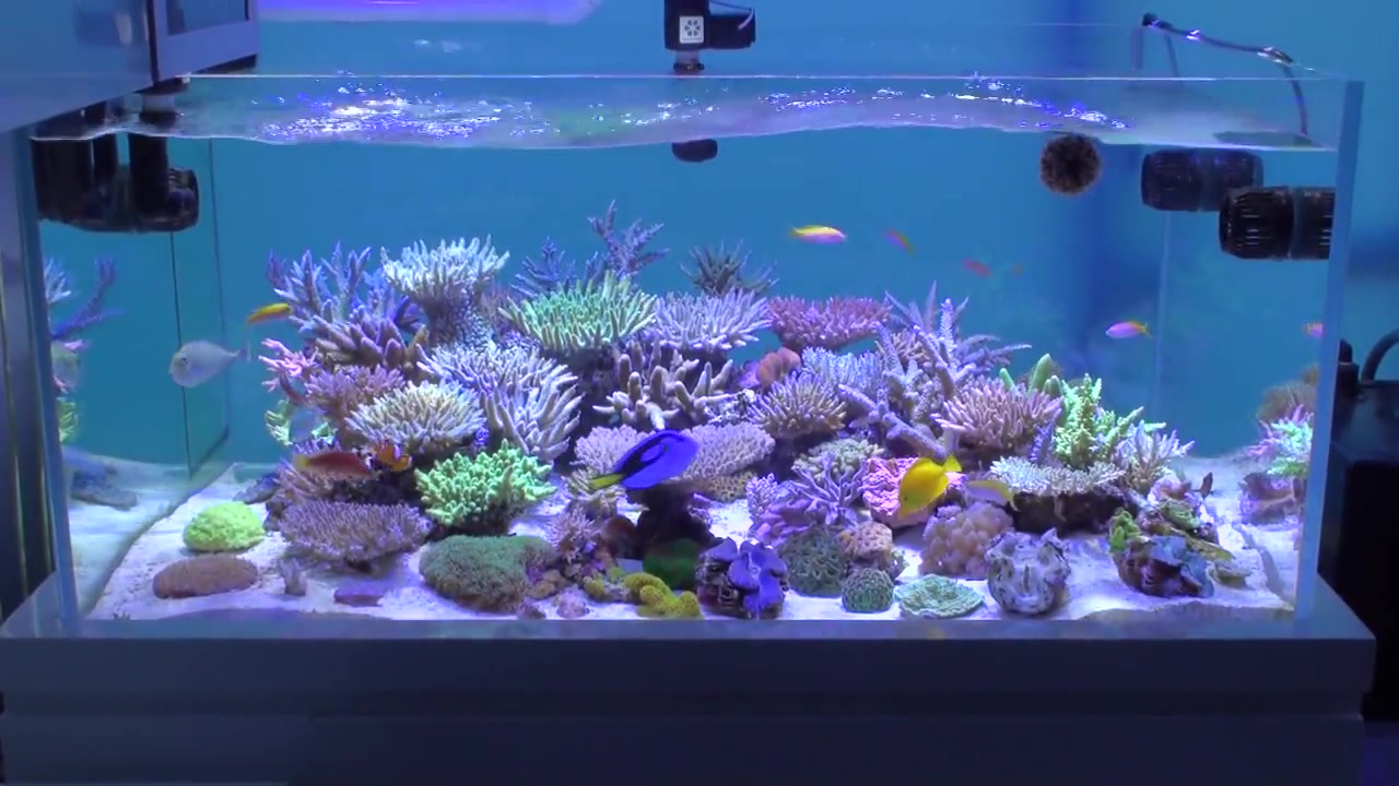 【视觉放松】-800升家庭水族缸缓解你的疲劳