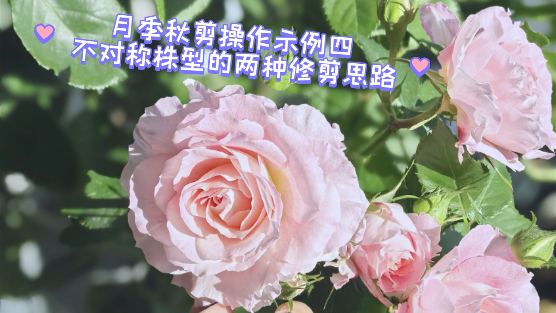 月季秋剪操作示例四 不对称株型的两种修剪思路(海神王阳台月季)