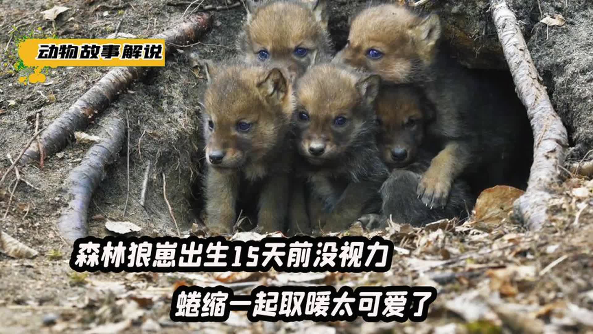 森林狼崽出生15天前没视力,蜷缩一起取暖太可爱了!