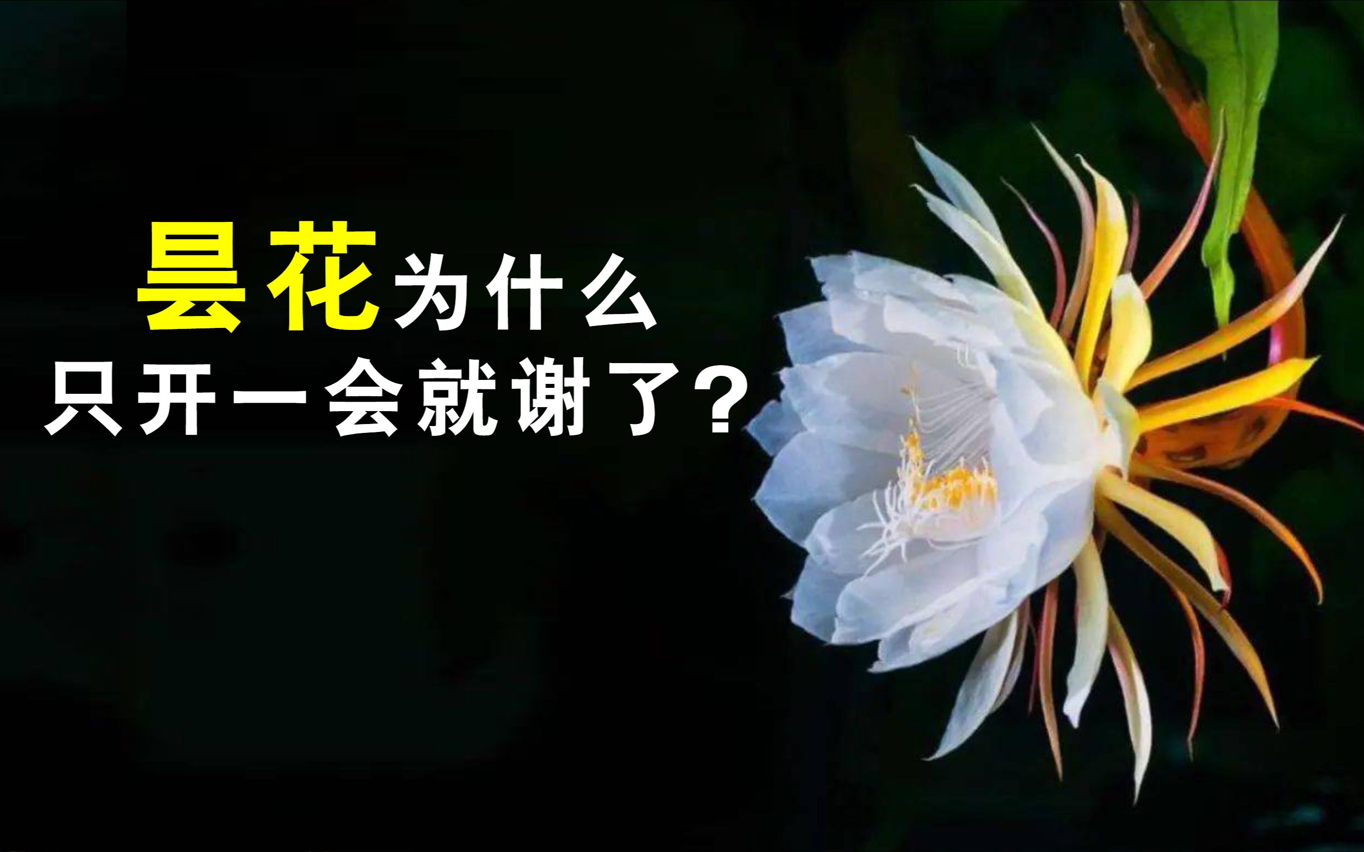 [图]昙花为什么只开一会就谢了？30秒告诉你答案