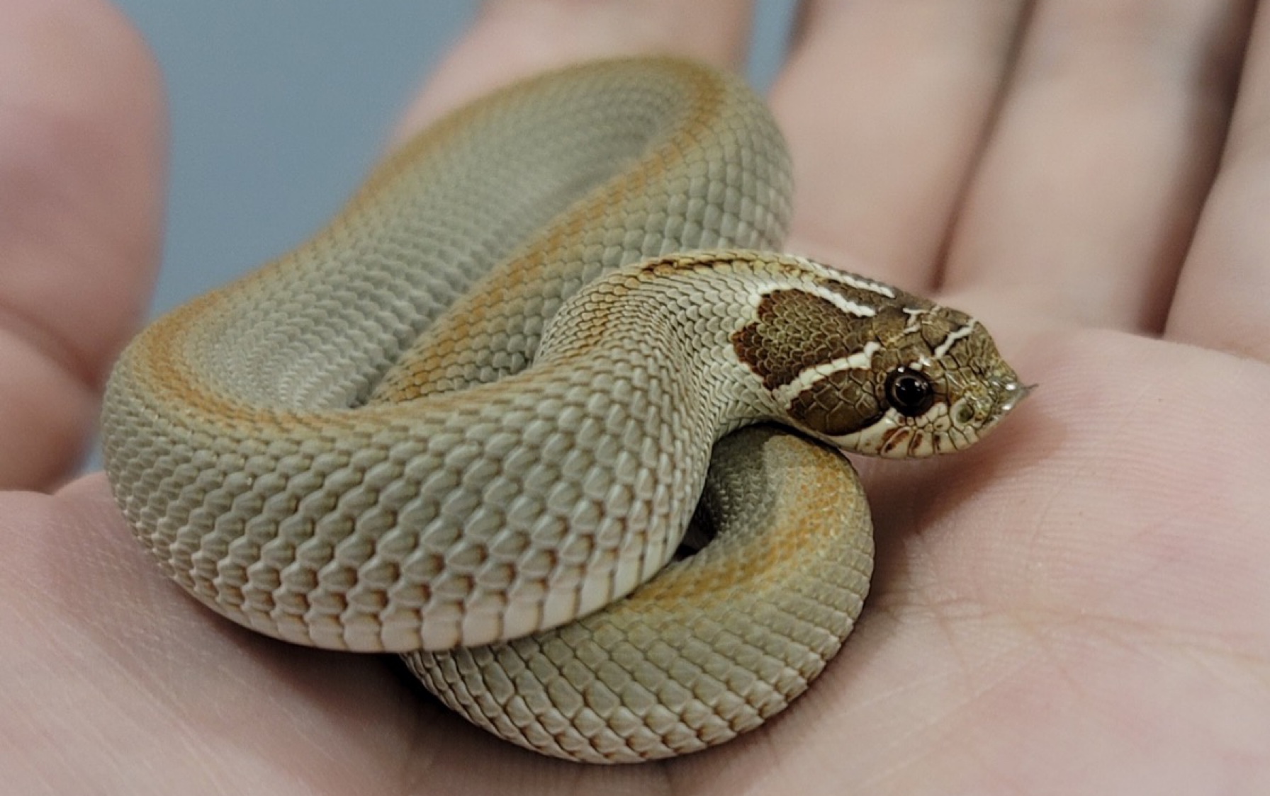 小蛇蛇喝水!一头扎进水盆里喝不停!