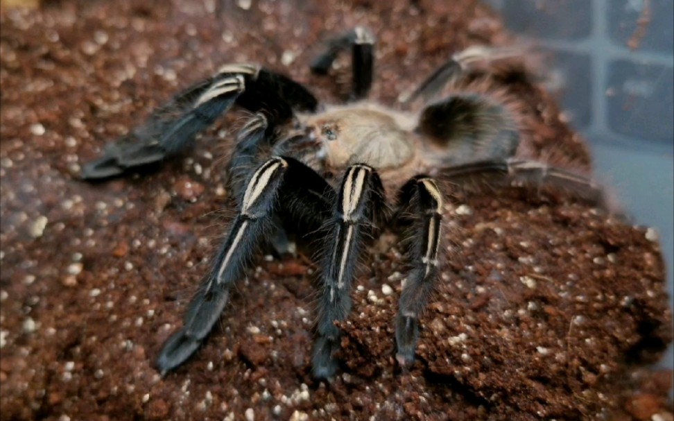 火焰黄膝吃蟑螂!