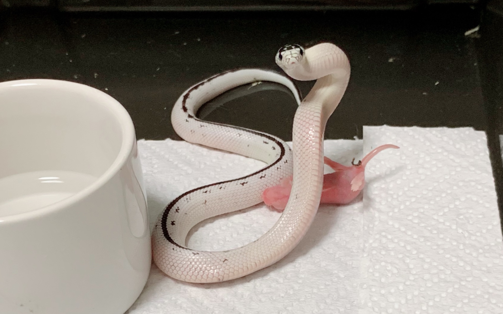 活动  弹簧蛇!duang!duang!duang!敲可爱