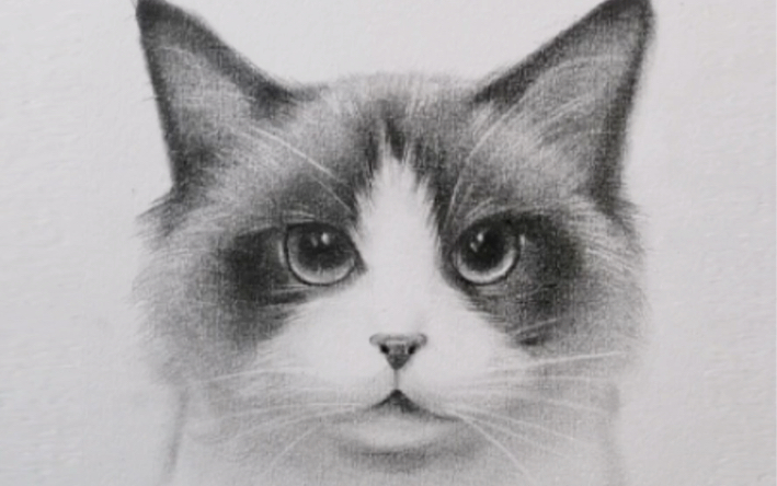 布偶猫素描真实图片