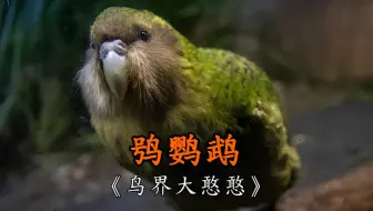 鸮鹦鹉：鸟界的大憨憨