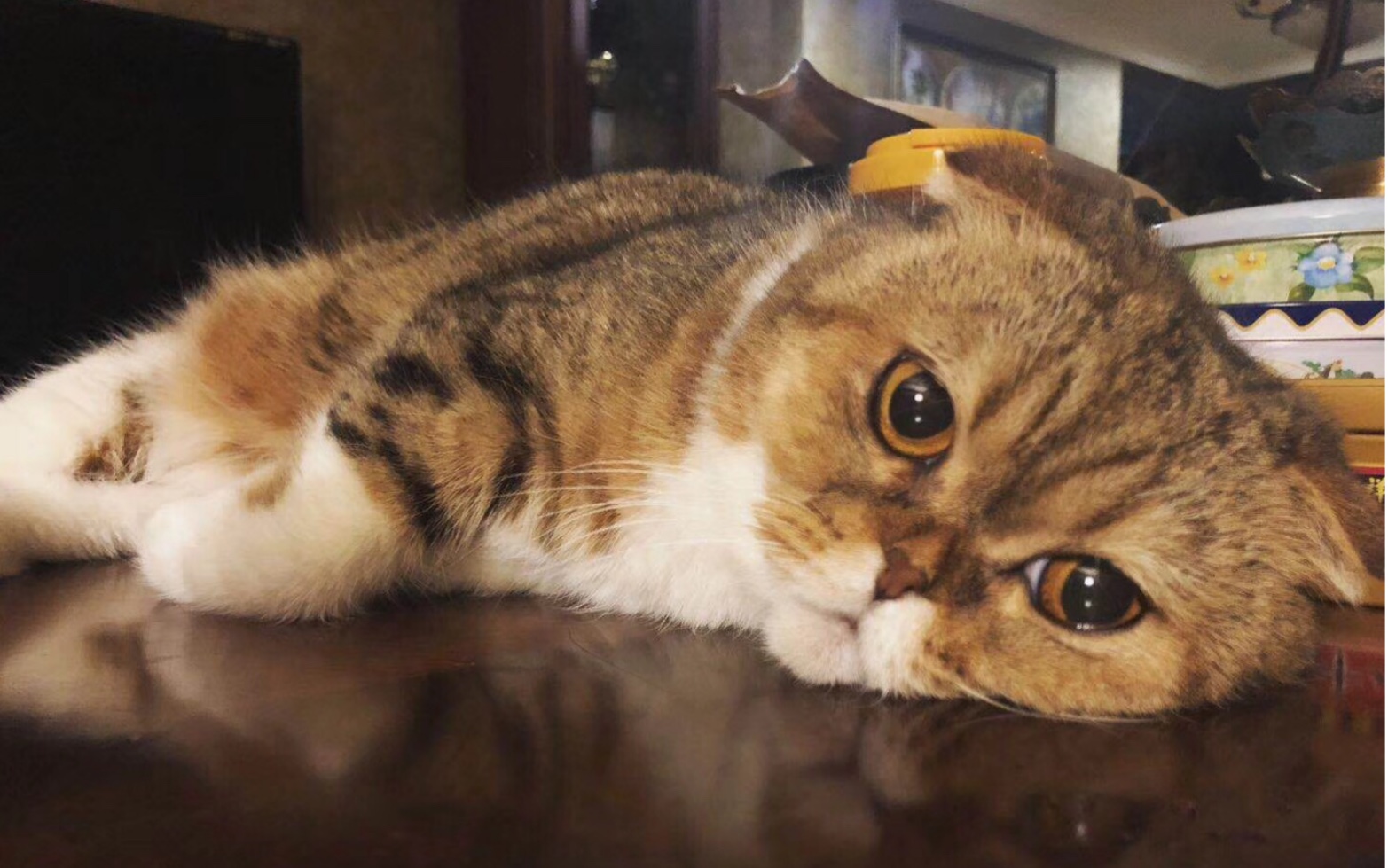 岁月不饶猫追忆辛巴姐姐