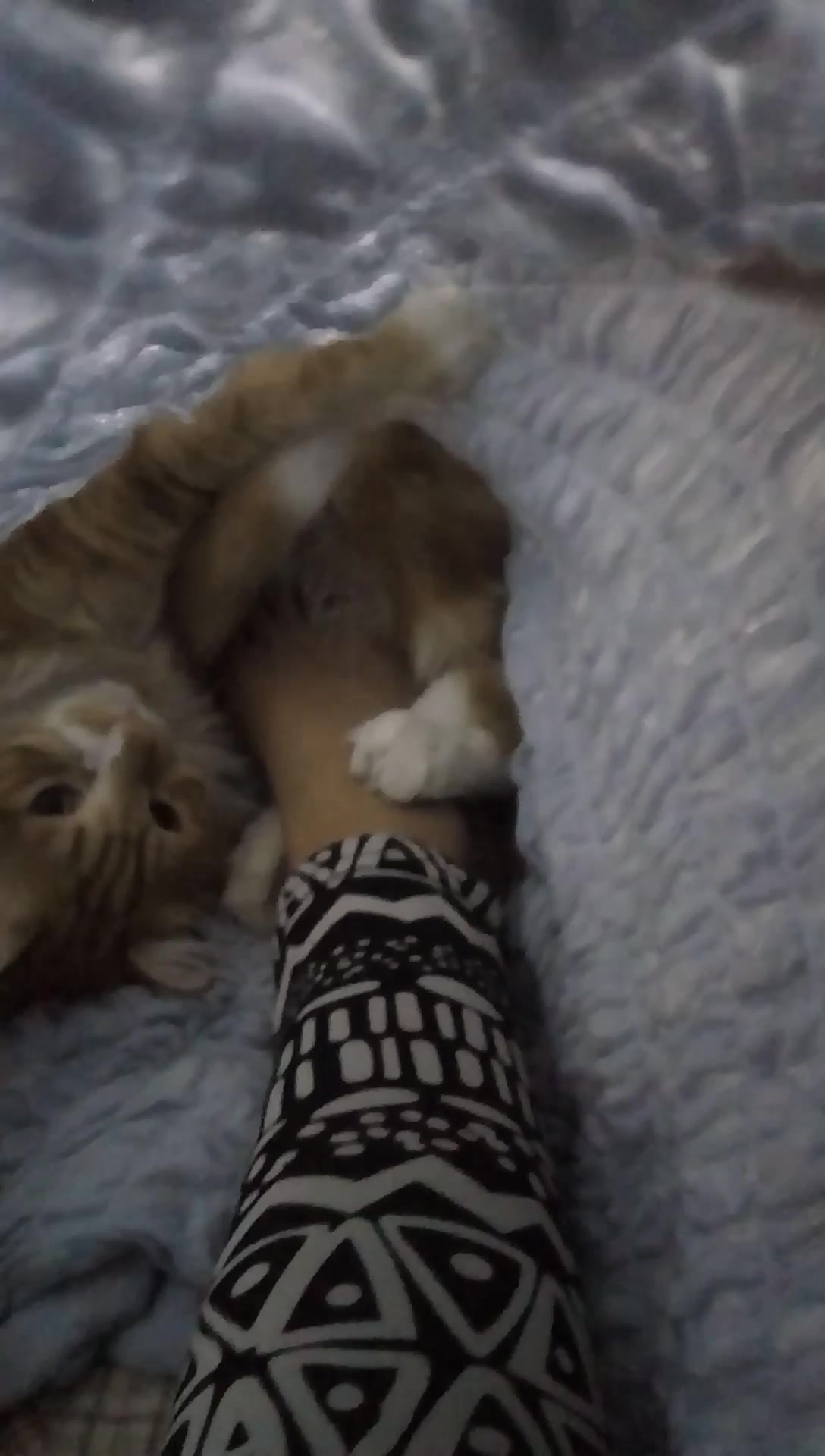 盖被被捂脚脚,喵喵喵