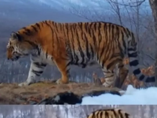 朝鲜野生雌性东北虎