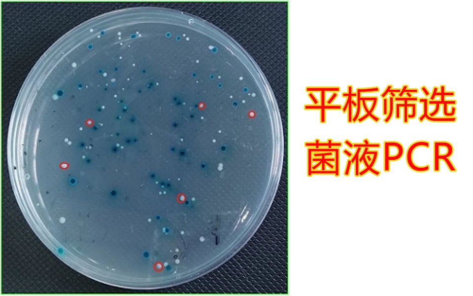 【实验】平板筛选,蓝白班筛选,菌液PCR操作哔哩哔哩bilibili