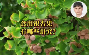 Download Video: 食用银杏果有哪些讲究？