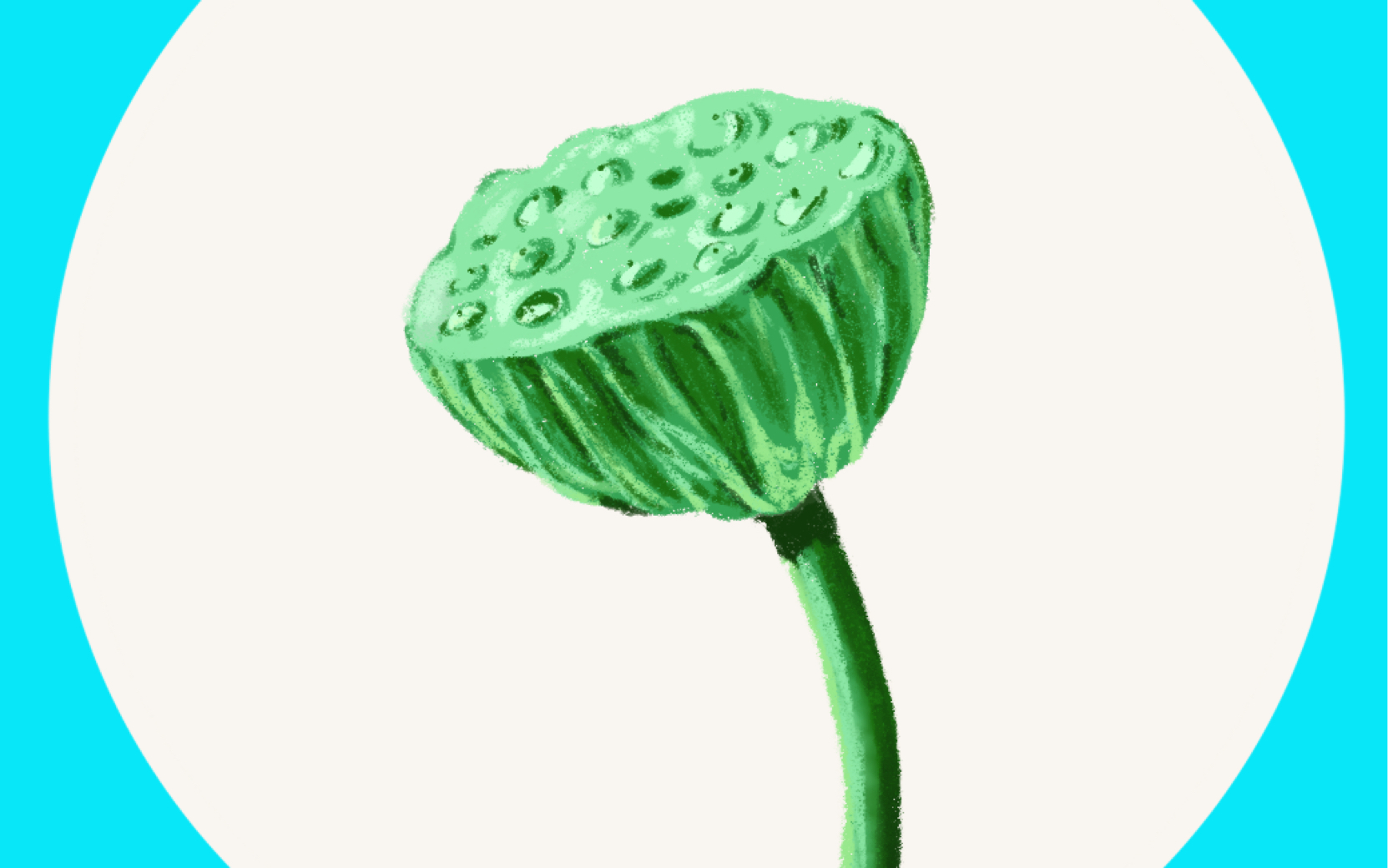 画个莲蓬凑凑数