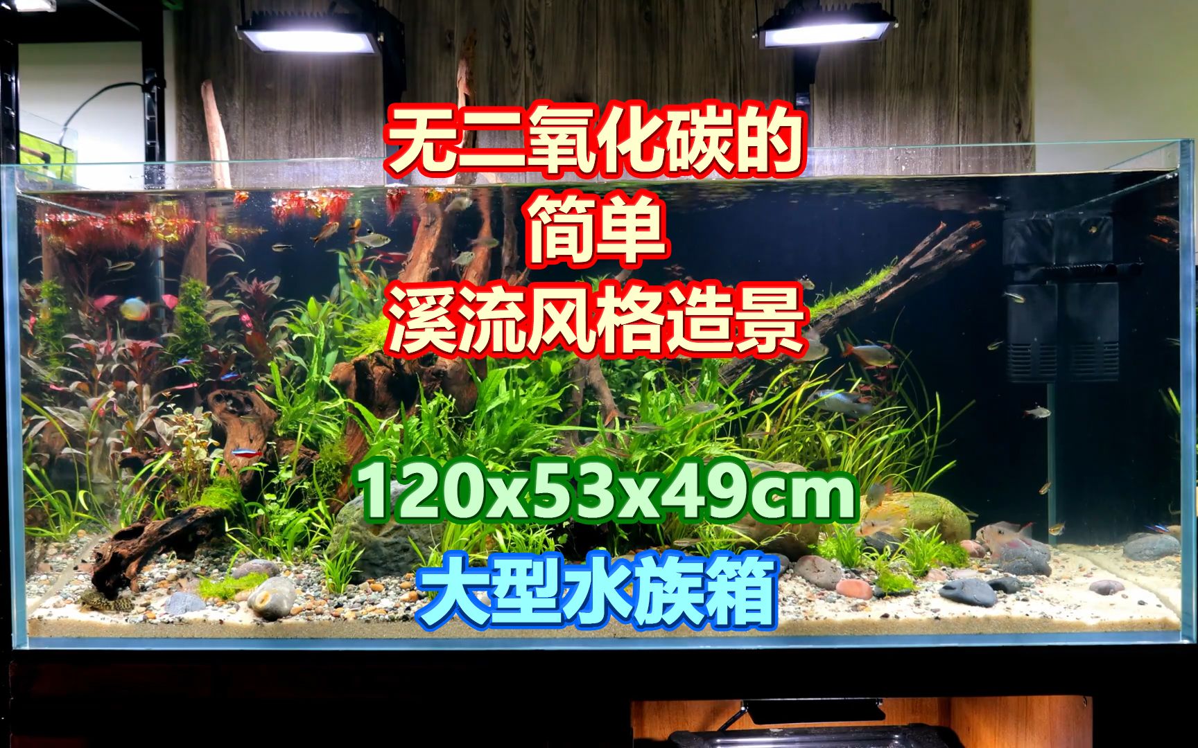 一个没有CO2的大型水族箱溪流风格的水族造景,120x53x49cm哔哩哔哩bilibili