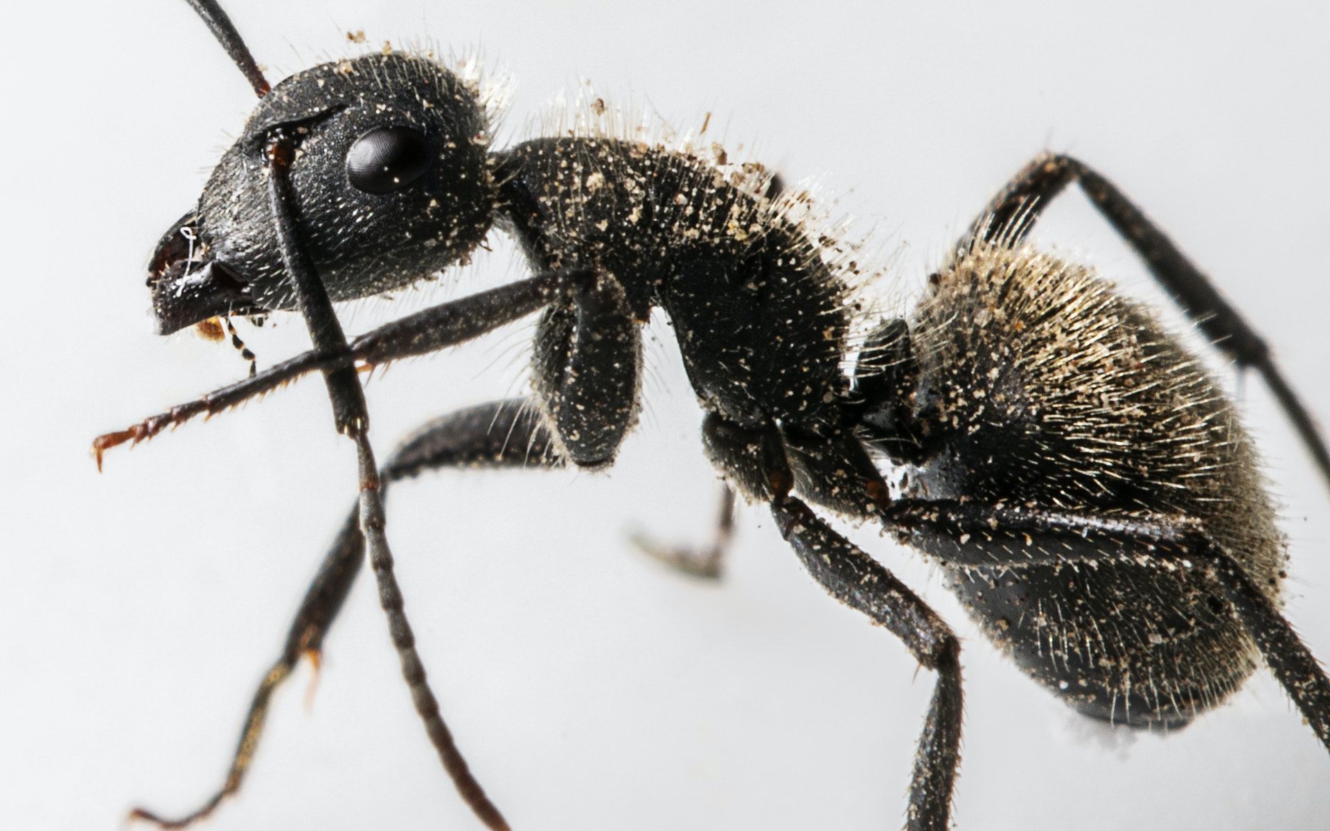 为什么蚂蚁可以举起比自身重400倍的东西,不怕腿被压断吗