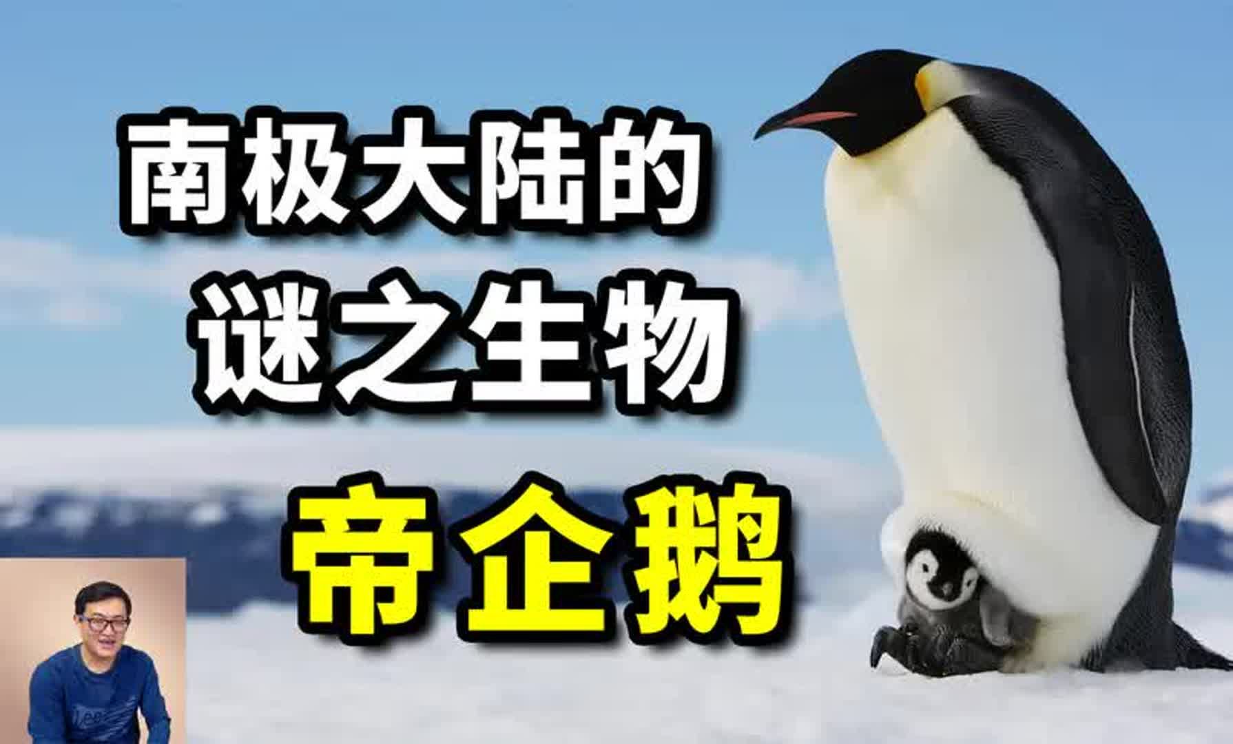 南极最惊人的谜团,动物界最纯的爷们!帝企鹅到底经历了什么?哔哩哔哩bilibili