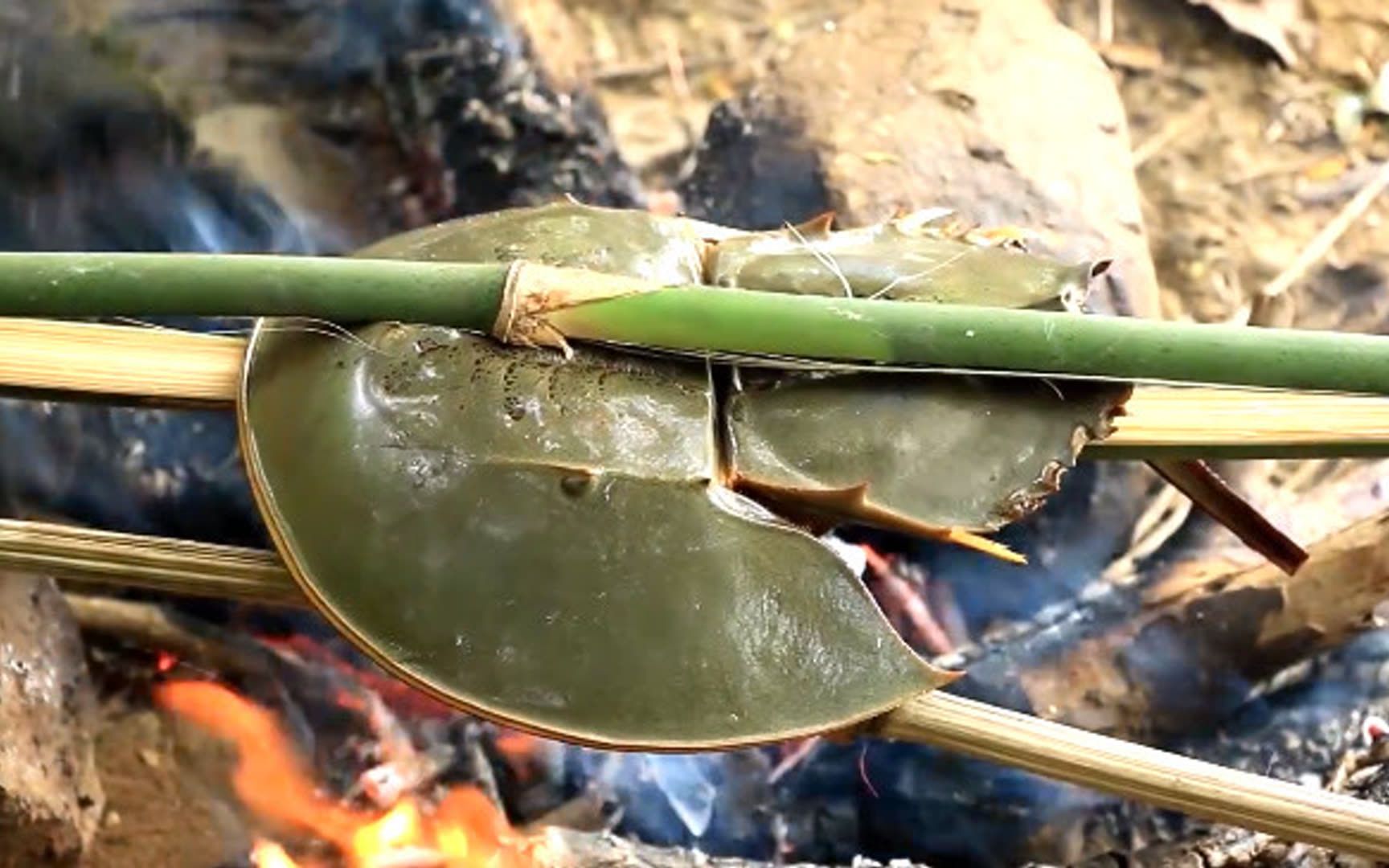 野外烤鲎鱼,来涨涨见识
