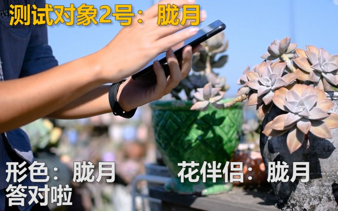 【多肉植物】拍照植物app能认出多肉吗?松哥实测~~哔哩哔哩bilibili