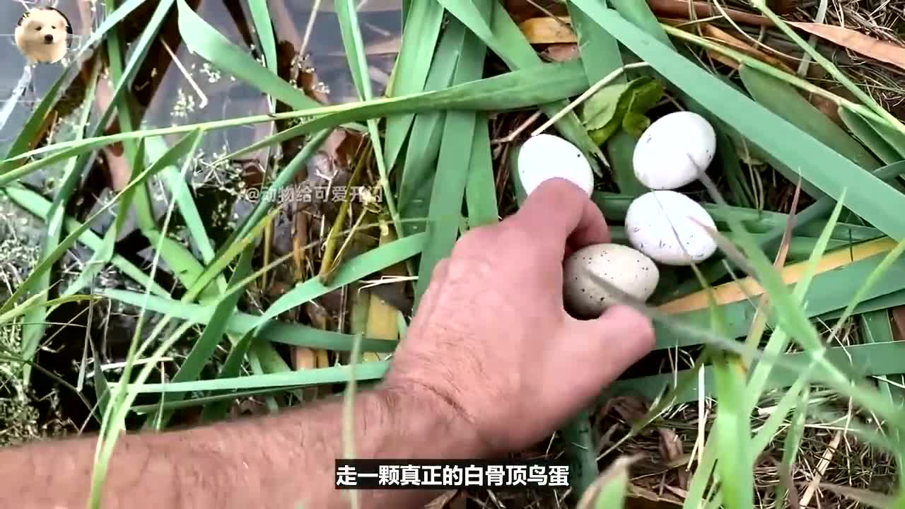 白骨顶鸟的蛋总是被偷,大叔制作假蛋以假乱真,成功孵化两只雏鸟