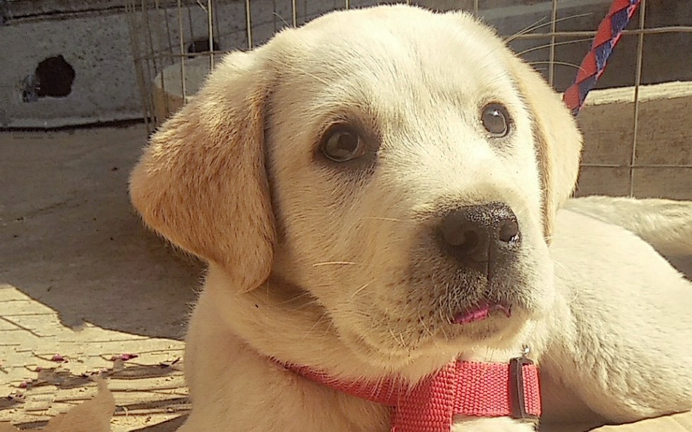 一只睡觉打呼噜的拉布拉猪