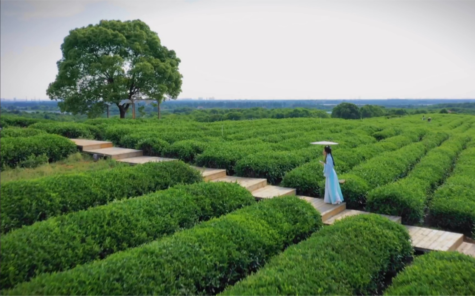 东西湖柏泉茶场