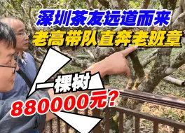 一棵树880000元？深圳茶友远道而来，老高亲自带队直奔老班章！