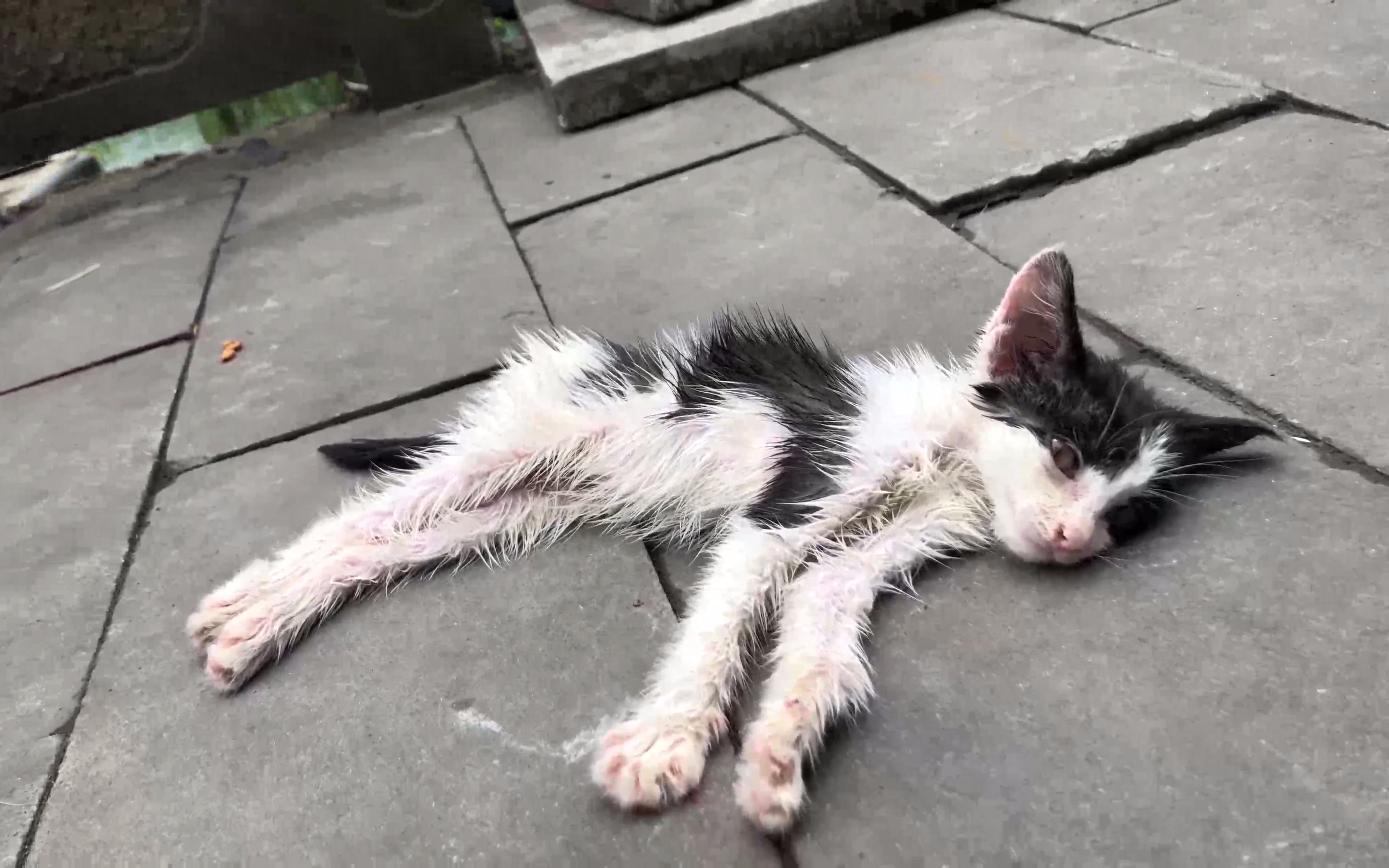 [图]大雨过后想救一只骨瘦如柴的小猫，结局真让我无奈