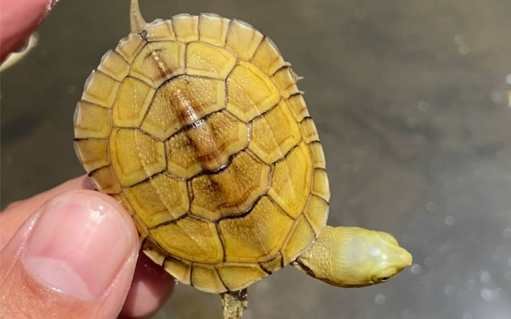 高黄基因的皖喉,发色后异常金,胜过普通三黄小青,为玩家所热爱#黄喉龟