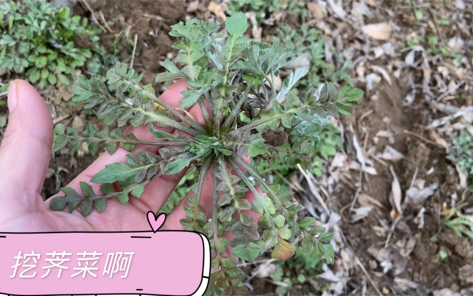 [图]紧随春天的脚步，北京郊区跟我一起挖荠菜，一挖一大袋，感受今春扑面而来的清新