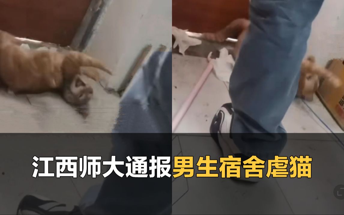 男生脚踢小猫还用衣架狠抽,江西师大通报:将调查哔哩哔哩bilibili