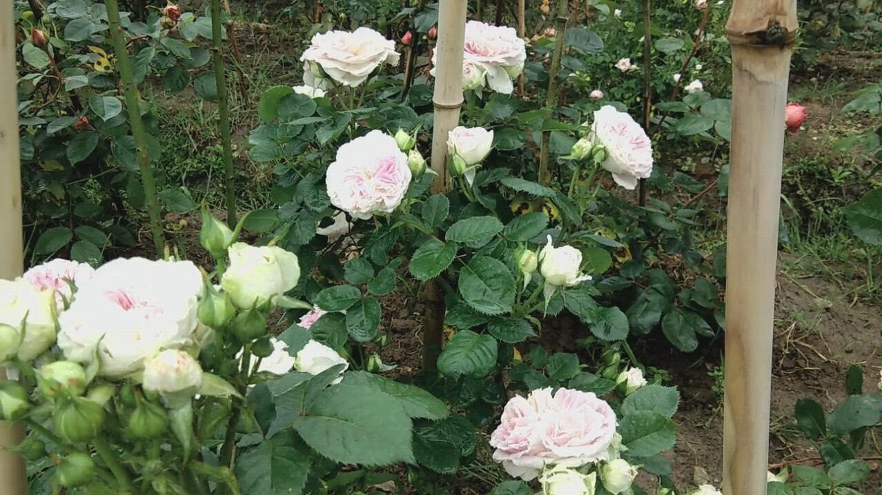 花苗批发基地月季