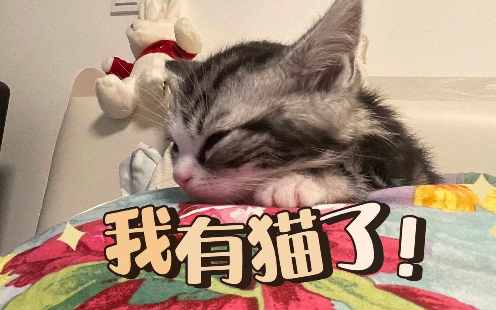 我有猫啦!小猫刚到家就粘人!哔哩哔哩bilibili