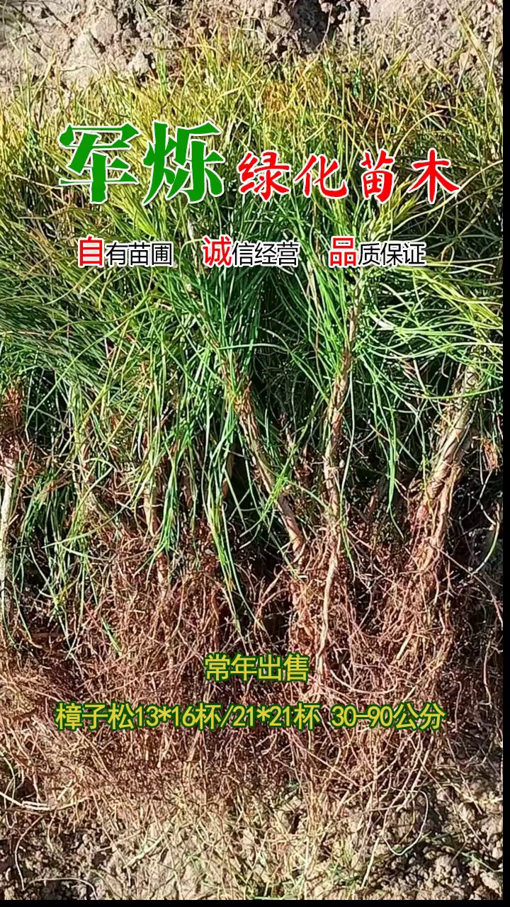 常年出售樟子松21*21杯苗70-90公分 #樟子松一年苗木 #陕西樟子松一年