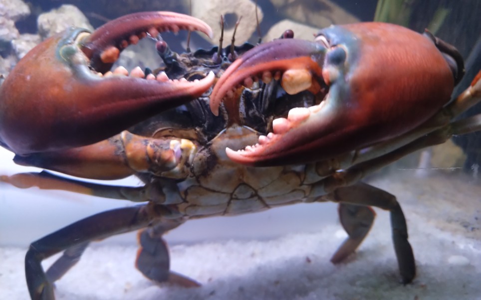 榄绿青蟹_哔哩哔哩_bilibili