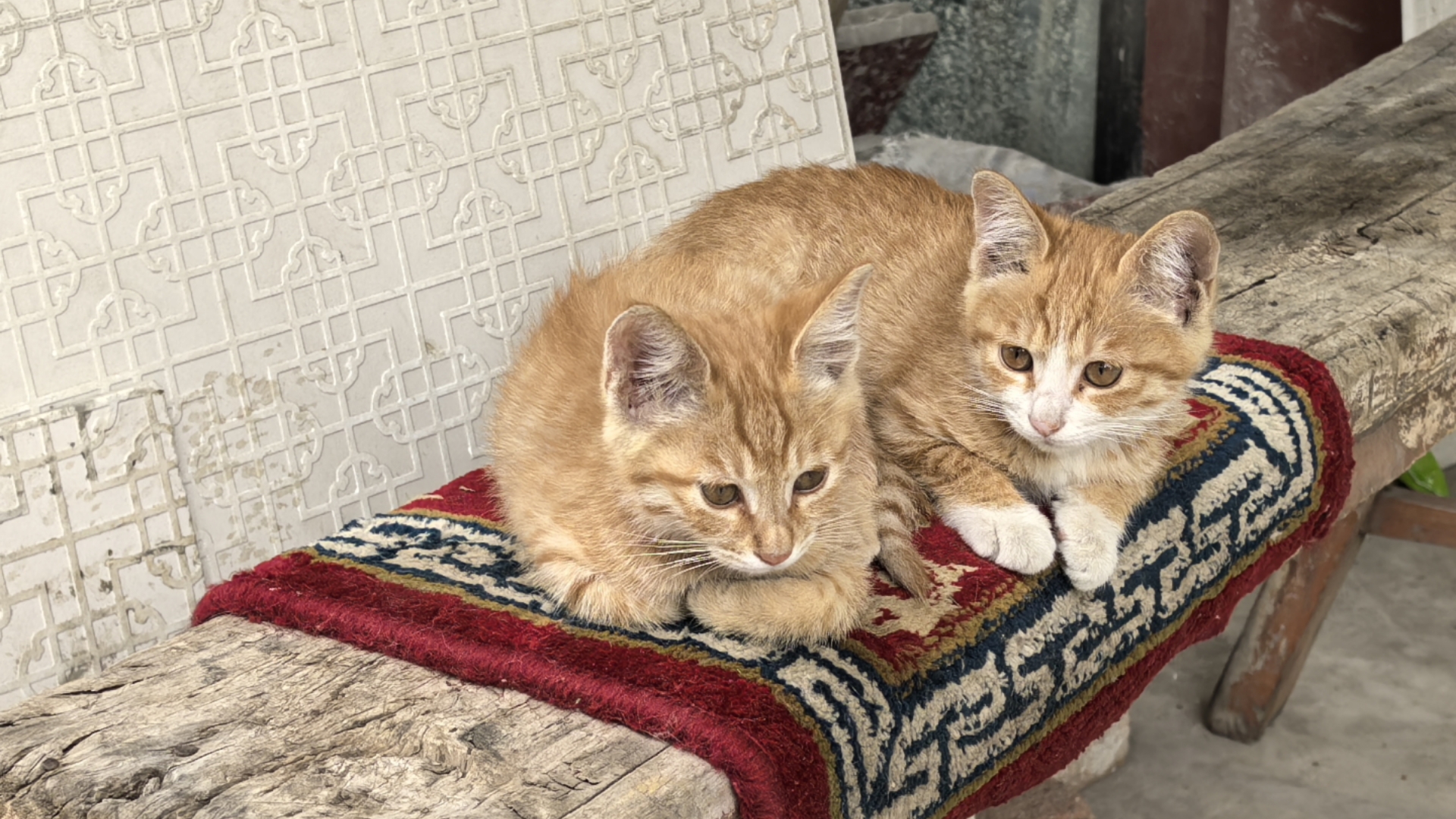 一窝小奶猫宝宝,可爱!