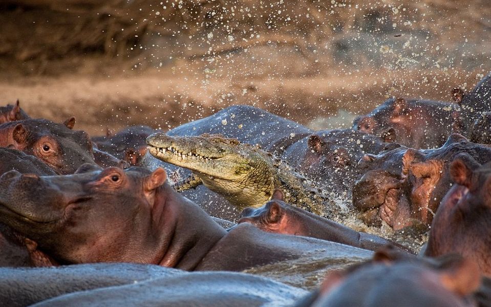 倒霉的尼罗鳄扎进河马堆惨被撕咬