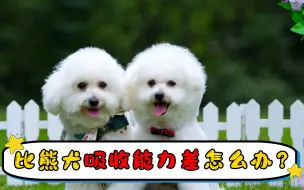 Download Video: 比熊犬吸收能力差怎么办