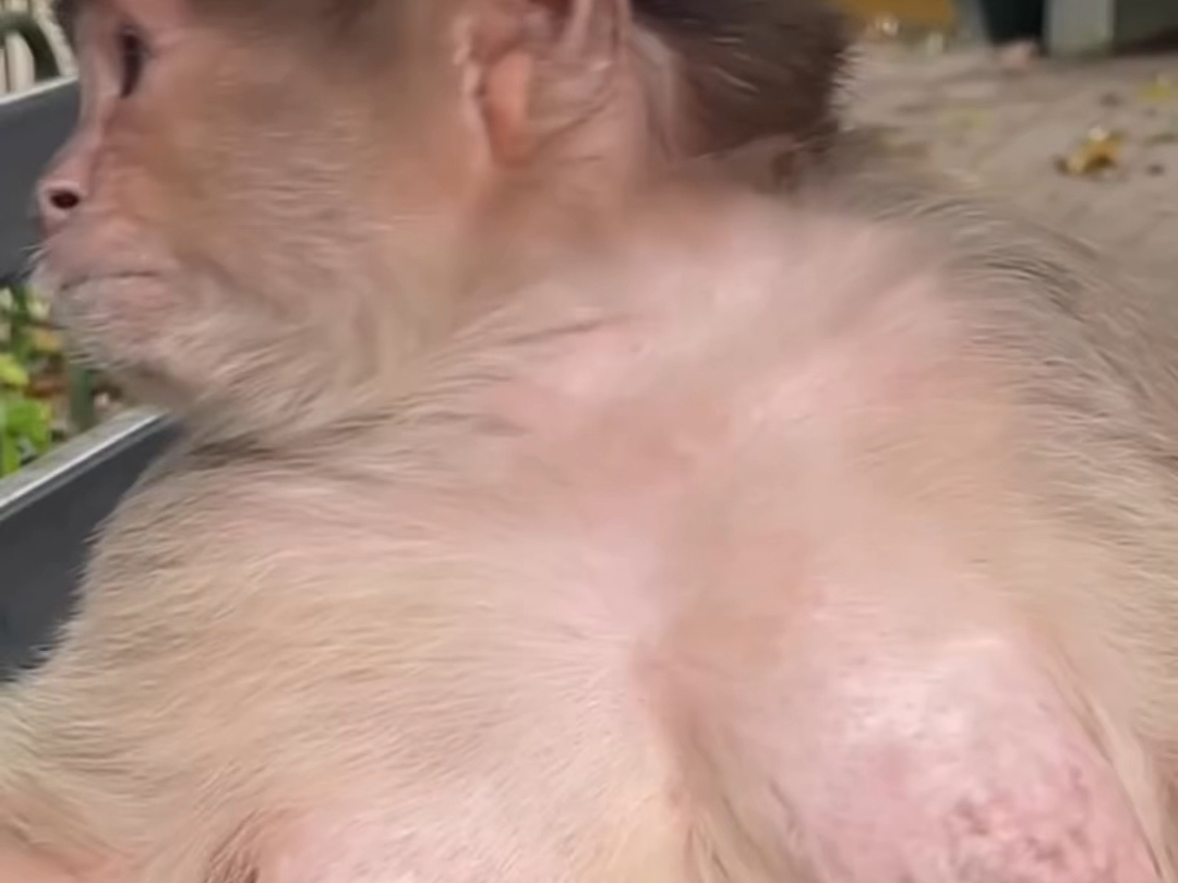 恒河猕猴