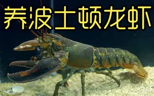 Video herunterladen: 沉浸式养波士顿龙虾 自制冷水机 作为宠物记录过程 解压又有趣