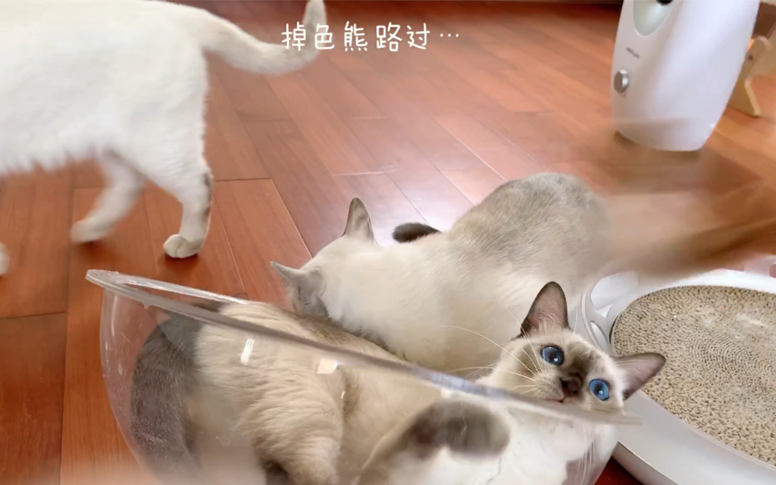 Catsh暹罗猫,你见过这么逗比的暹罗猫吗?哔哩哔哩bilibili