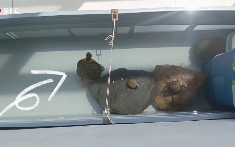 周转箱养龟之自制过滤