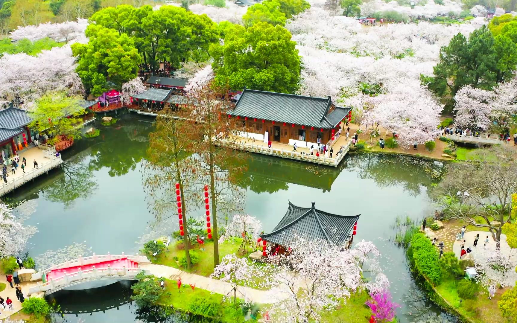 又到一年櫻花季武漢東湖櫻花園#姚青春