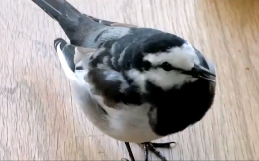 [图]【白鹡鸰/White Wagtail】一只尾部装有电动马达的小鸟团子