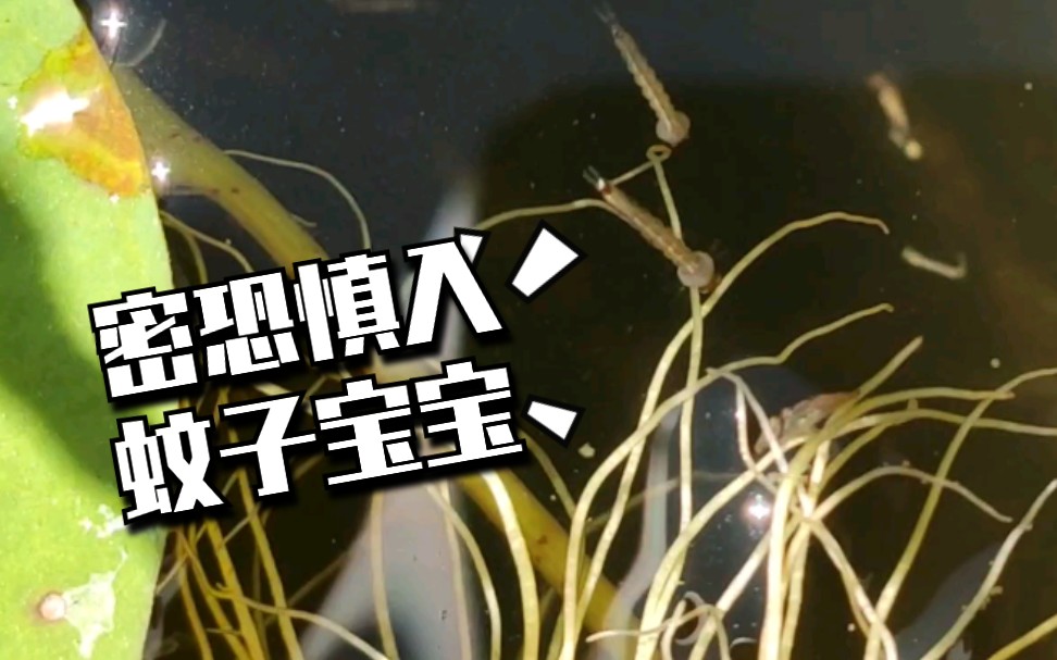 [知路baba]密恐慎入:实拍活跃的蚊子幼虫"孑孓"俗称"跟头虫",一个个都