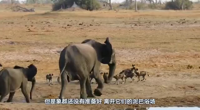 [图]大象的迁徙之路