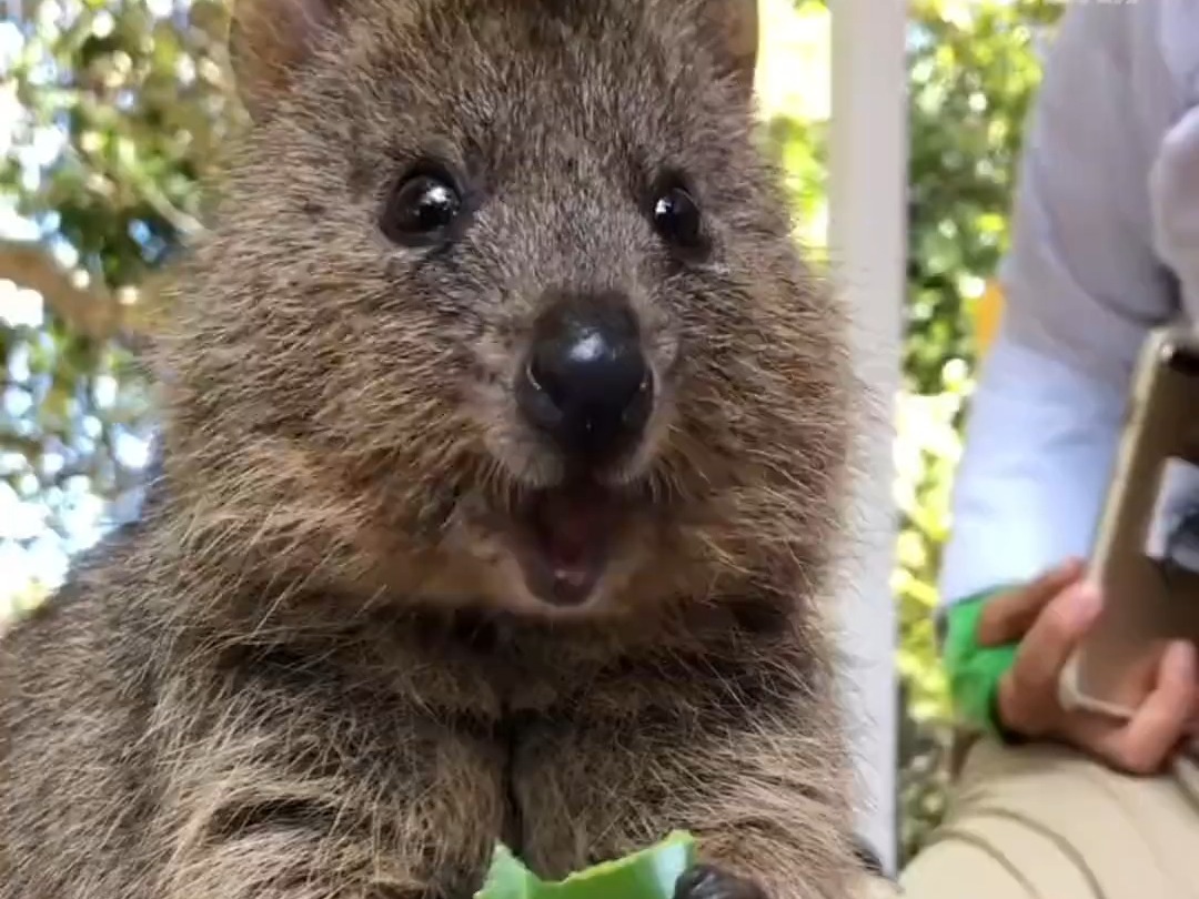 世界上最快乐的小动物