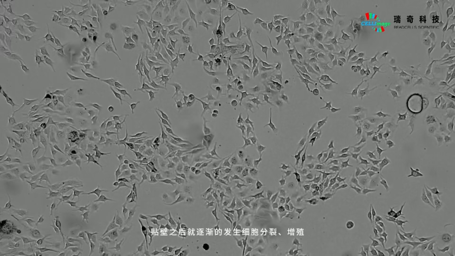 小鼠接种肿瘤细胞图片