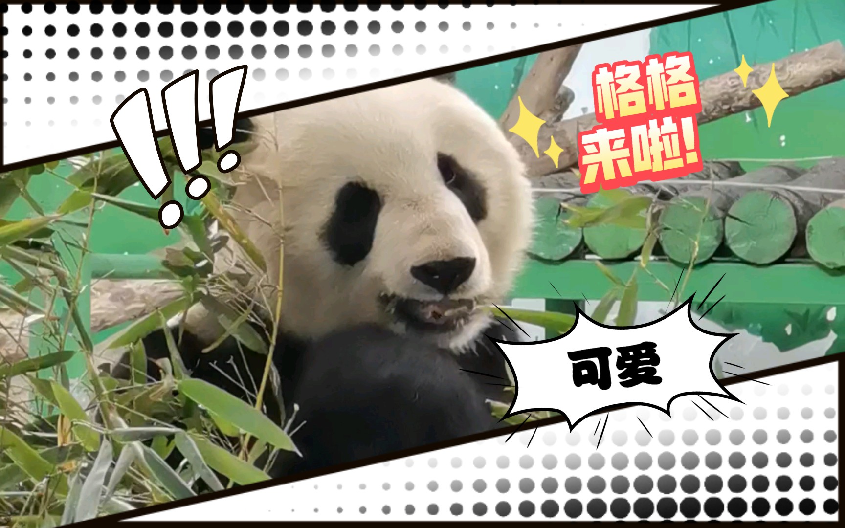 天津动物园大熊猫格格&喜乐～格格最近果然超级宠粉啊～喜乐真的不怕