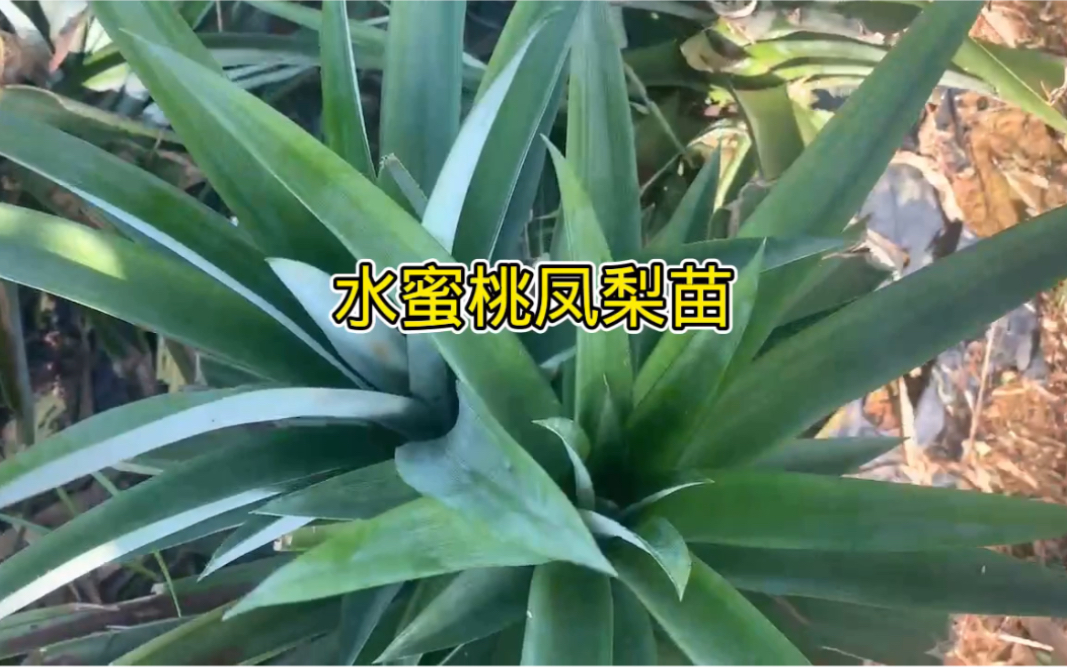 水蜜桃凤梨苗,凤梨种植哔哩哔哩bilibili